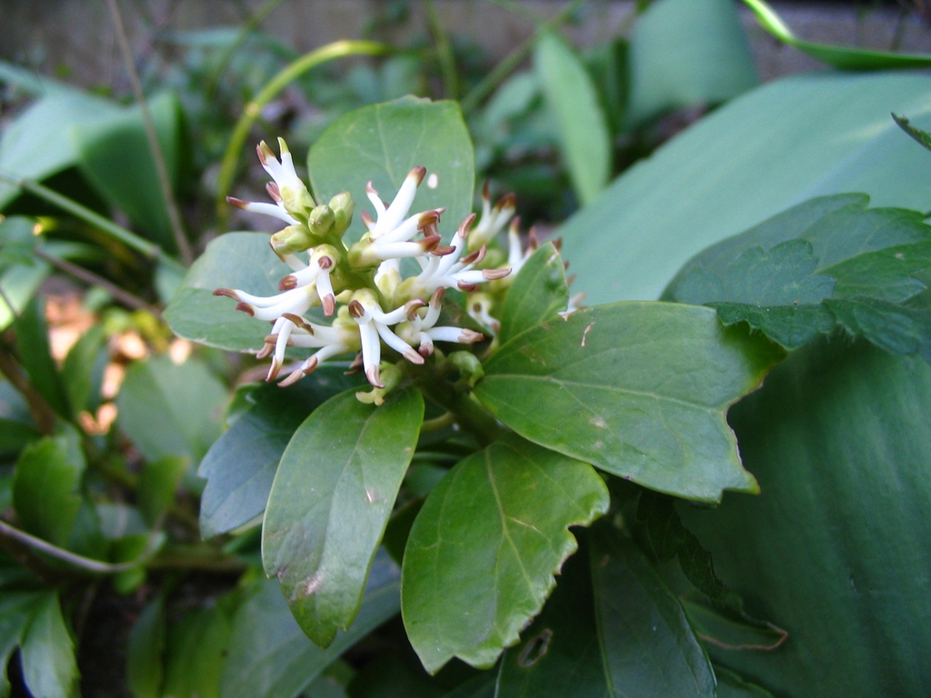 Flower and Leaves