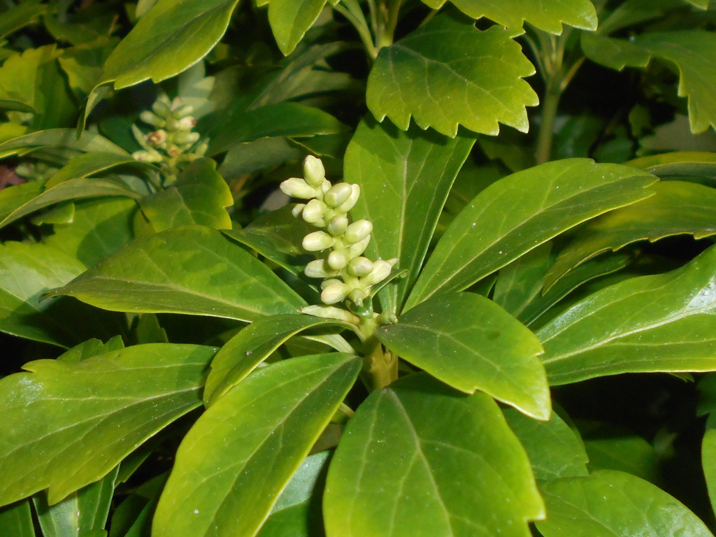 Pachysandra terminalis