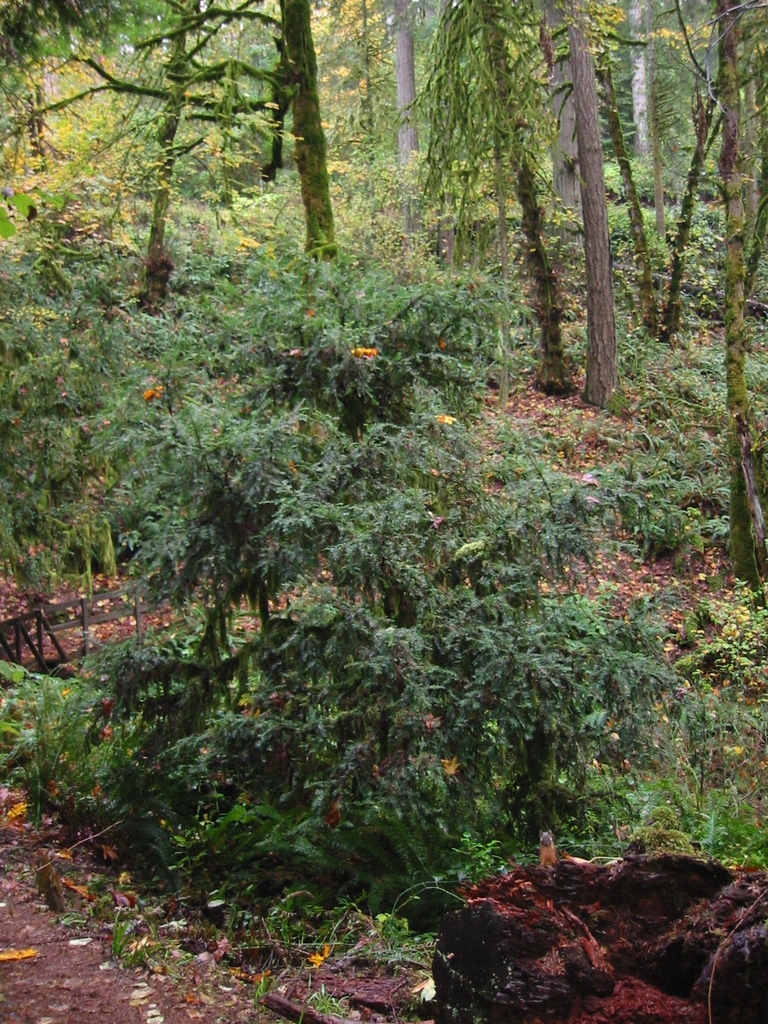 Taxus brevifolia