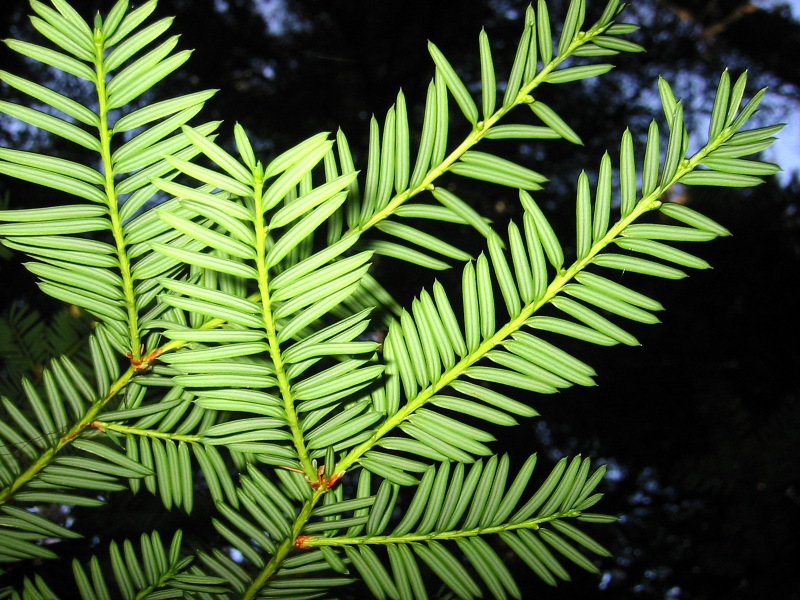 Leaf