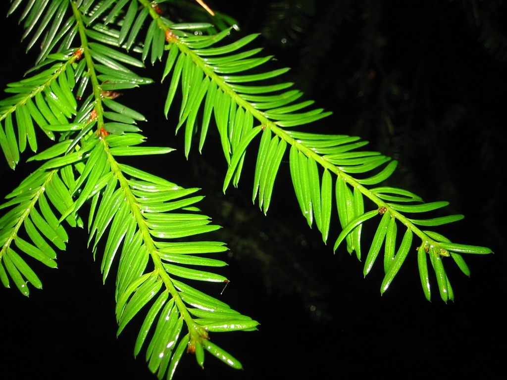 Taxus brevifolia