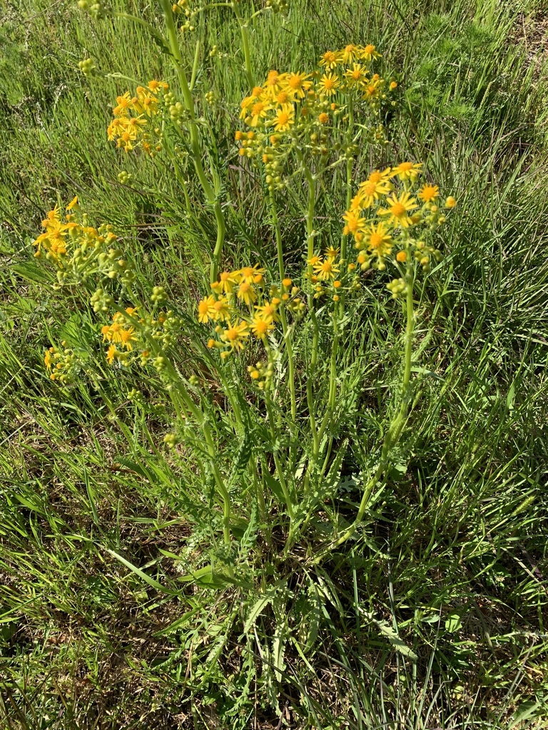 Form