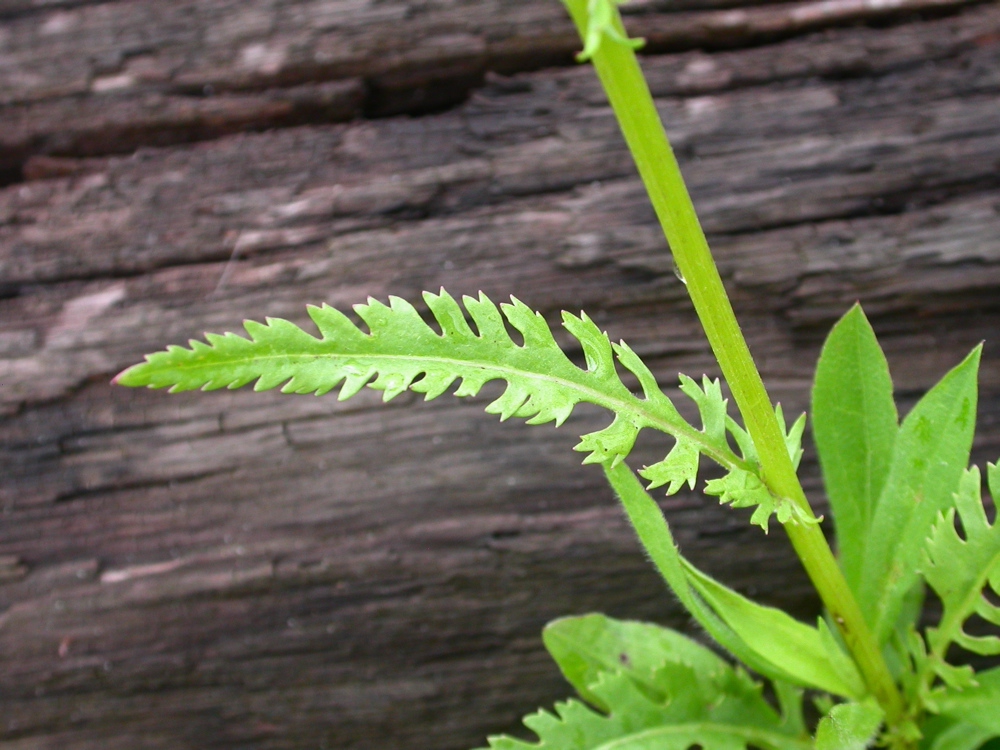 Lobed leaf and stem