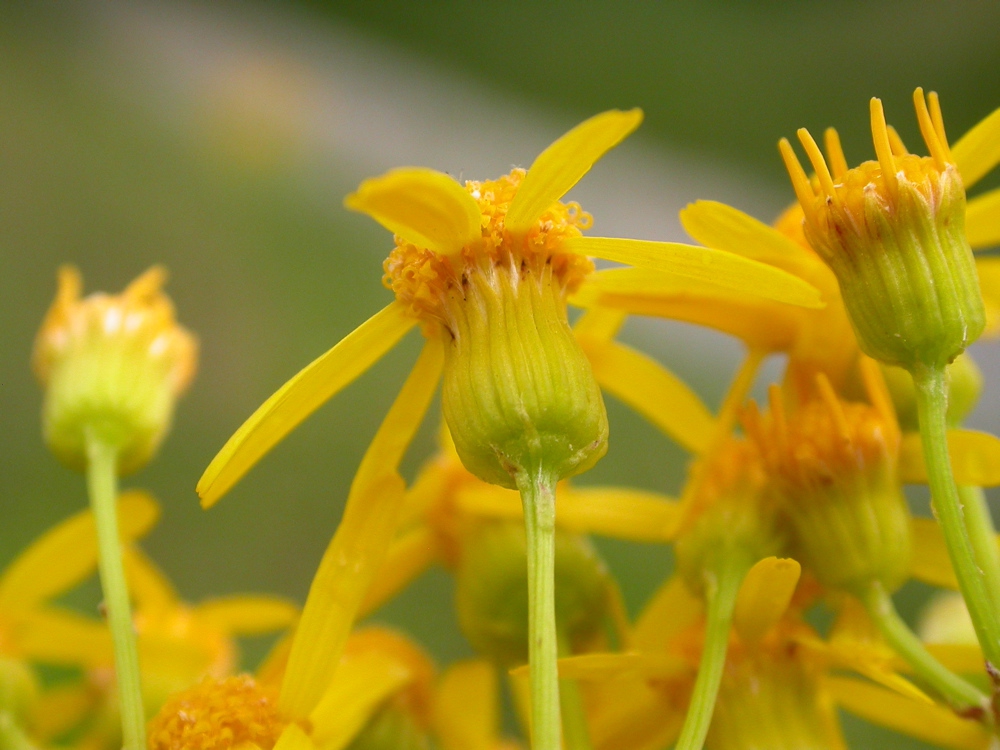 Back of flower