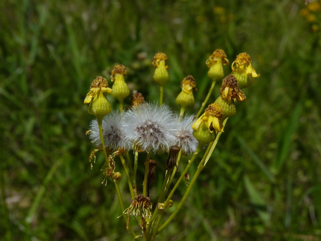 Fruit