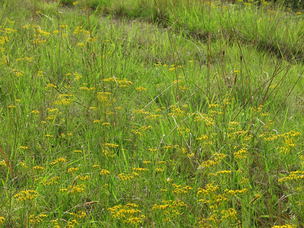 Native habitat