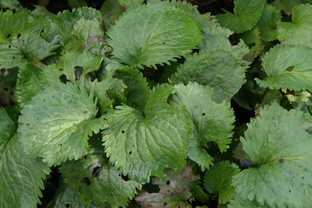 Leaves