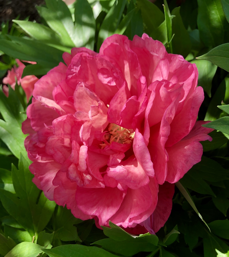 double dark pink peony flower