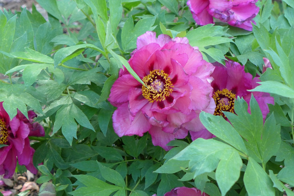 pink semi-double flower.