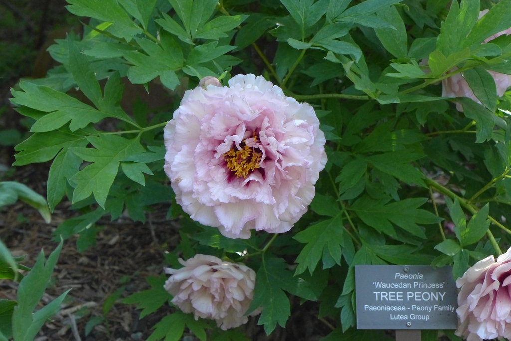 large, double pink flower