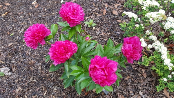 Fully double, hot pink flowers.