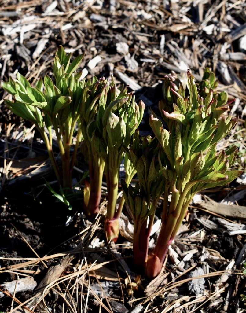 Reddish leafy shoots emerging from mulched soil.
