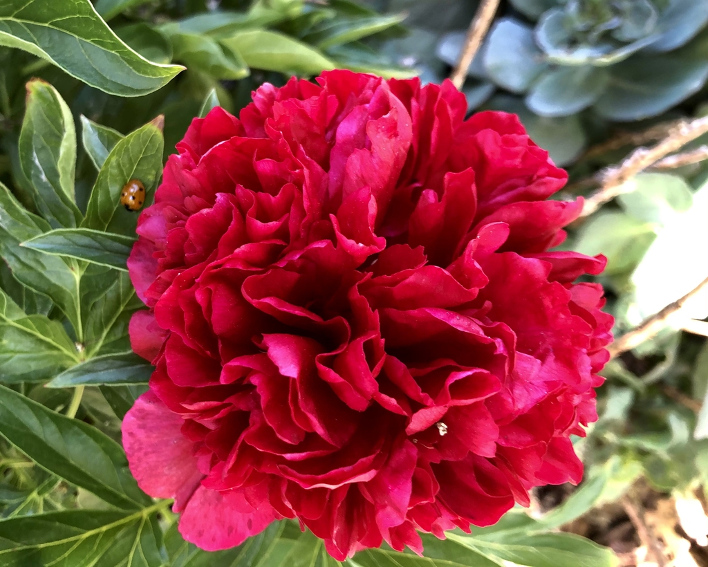 Fully double red flower