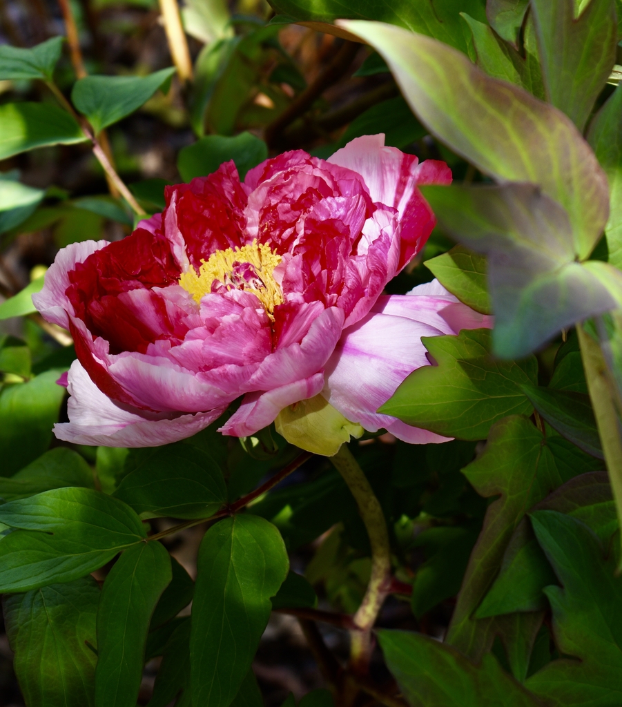 Dark pink, semi-double flower