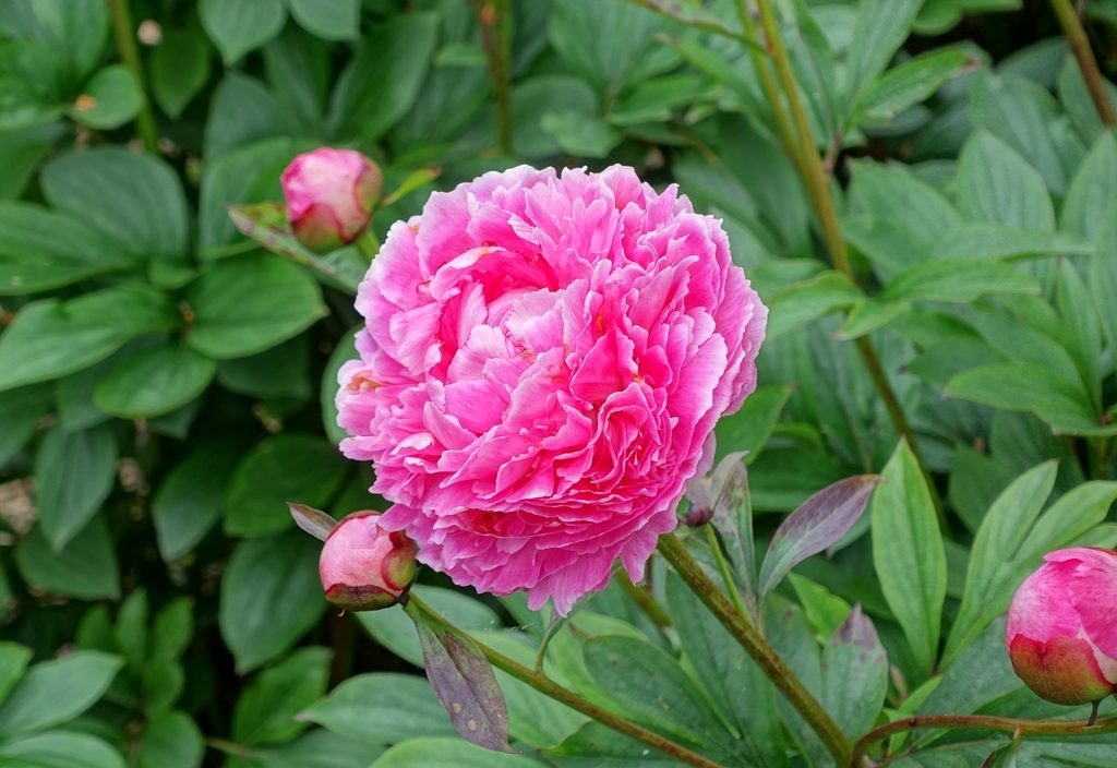pink, double-flowered flower.