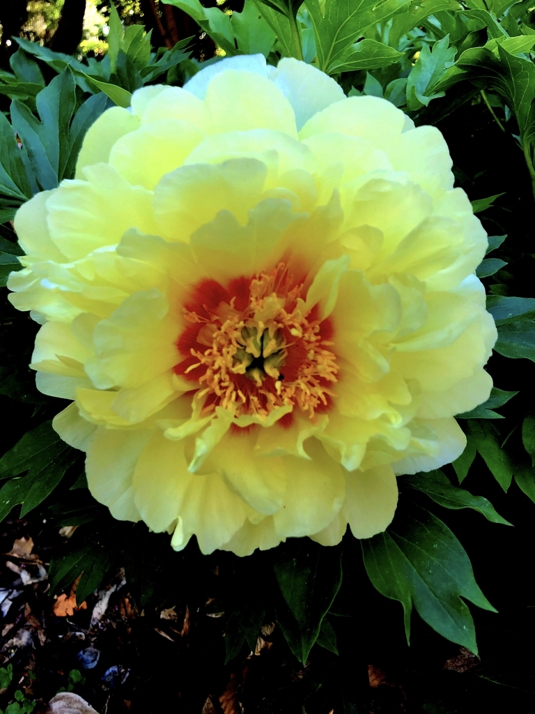 Yellow double flower with orange center.