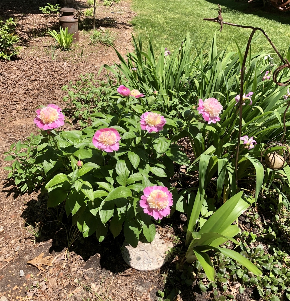 shrubby plant with many pink, double blooms.