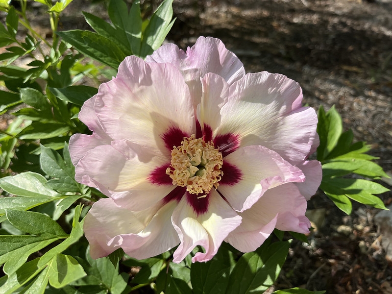 Pink semi-double, with red flares at the base of the petals.