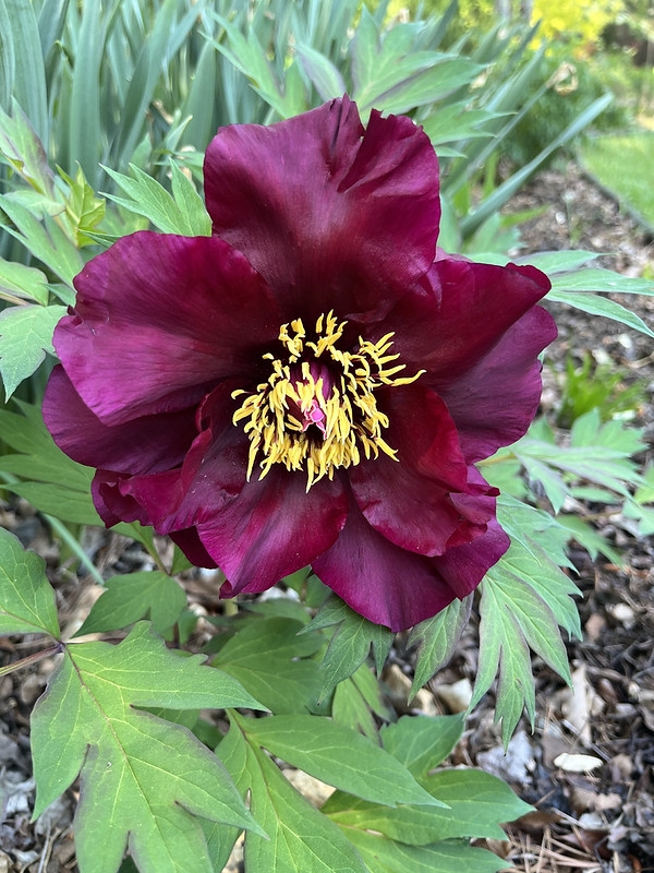 A deep red semidouble flower with yellow stamens.