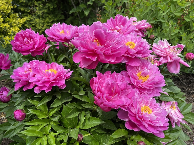 Pink flowers held well above the foliage of the plant.