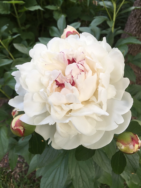Fully double white flower with red streaks in the center.
