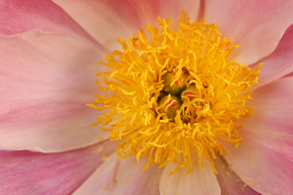 Close-up on many stamens & 3 green carpels with pink stigmas