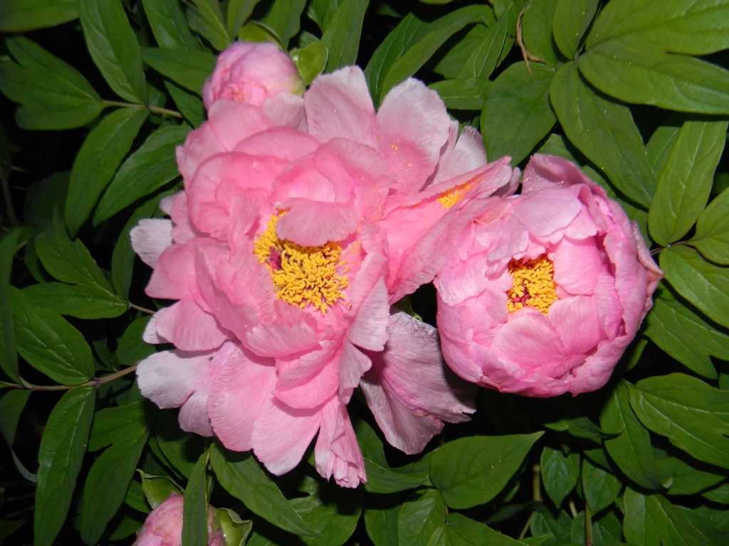 A pair of double, shell-pink flowers with yellow stamens