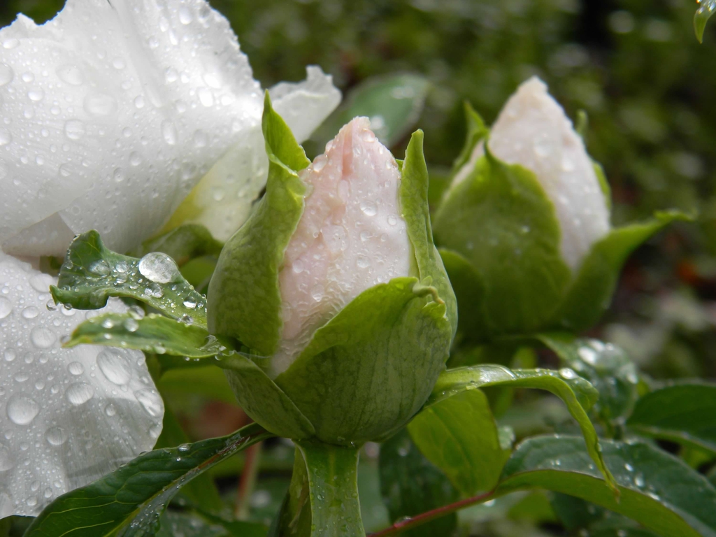 Flower buds with green sepals and white petals.