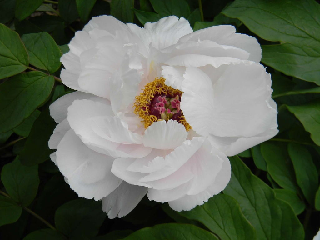 Semi-double white flower