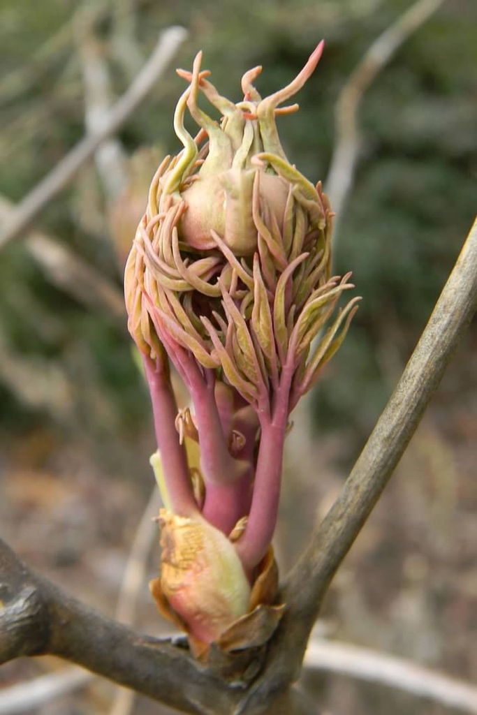 Pinkish new shoot with immature leaves & flower bud
