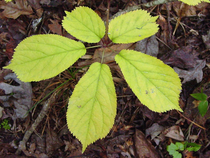 Leaves