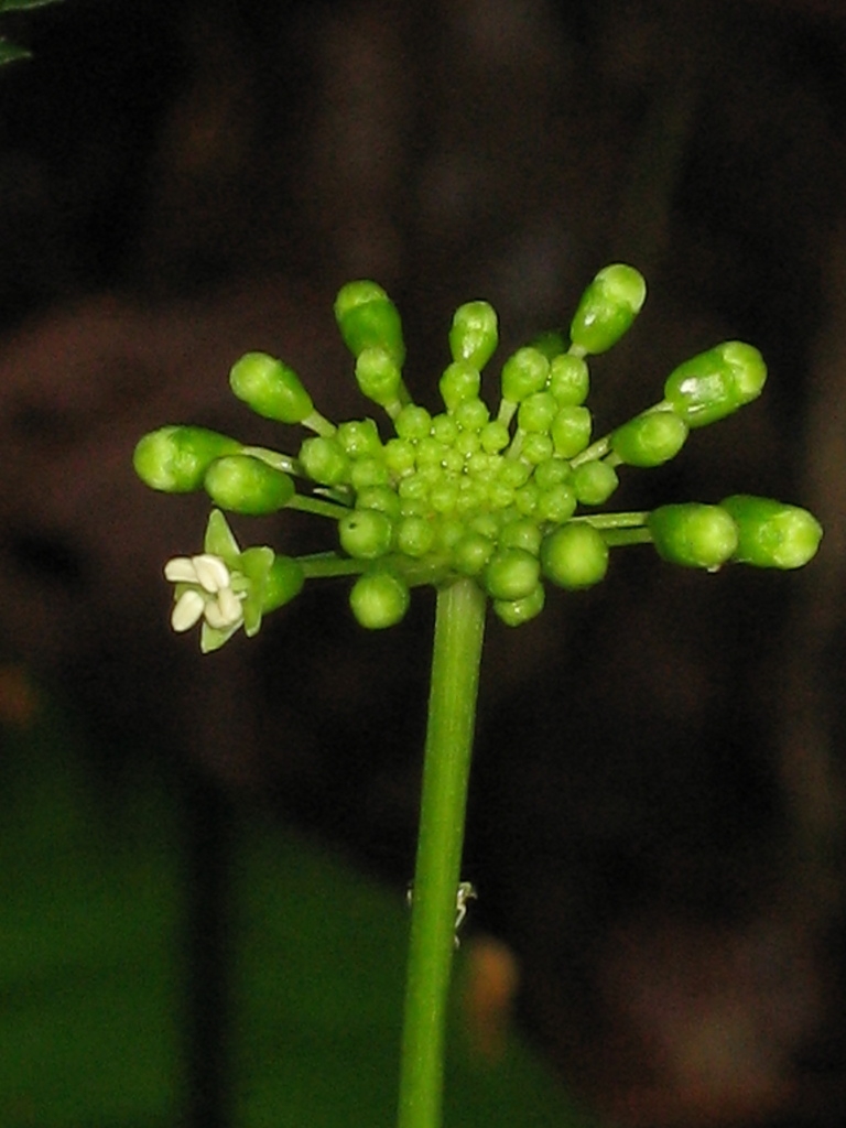 Flowers opening