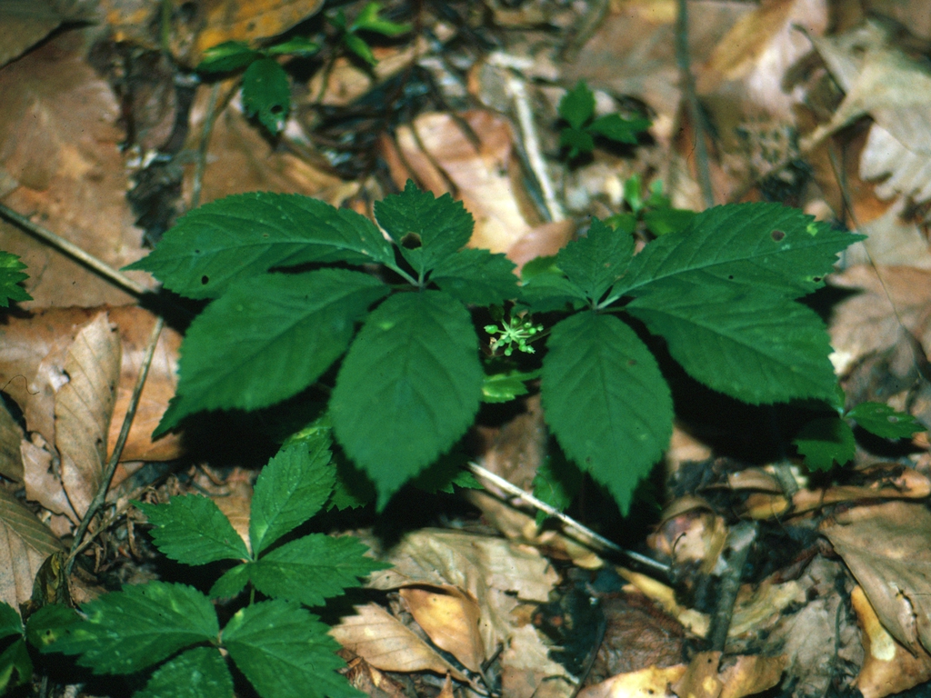 Form