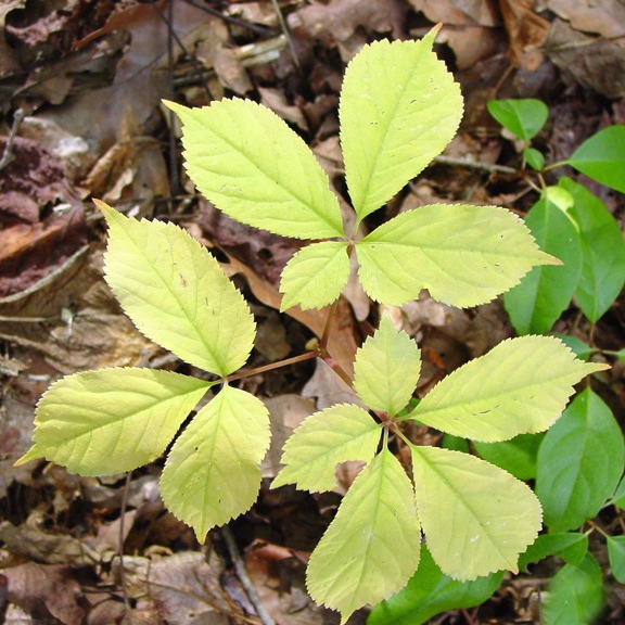 Form