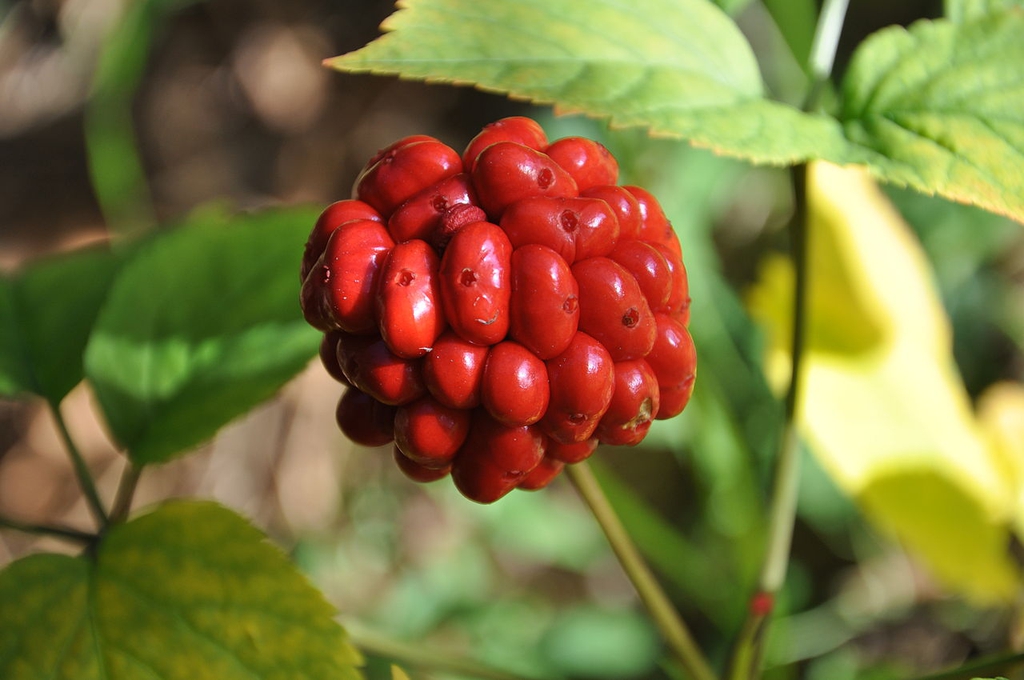 Fruit