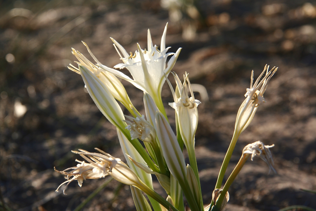 Form
