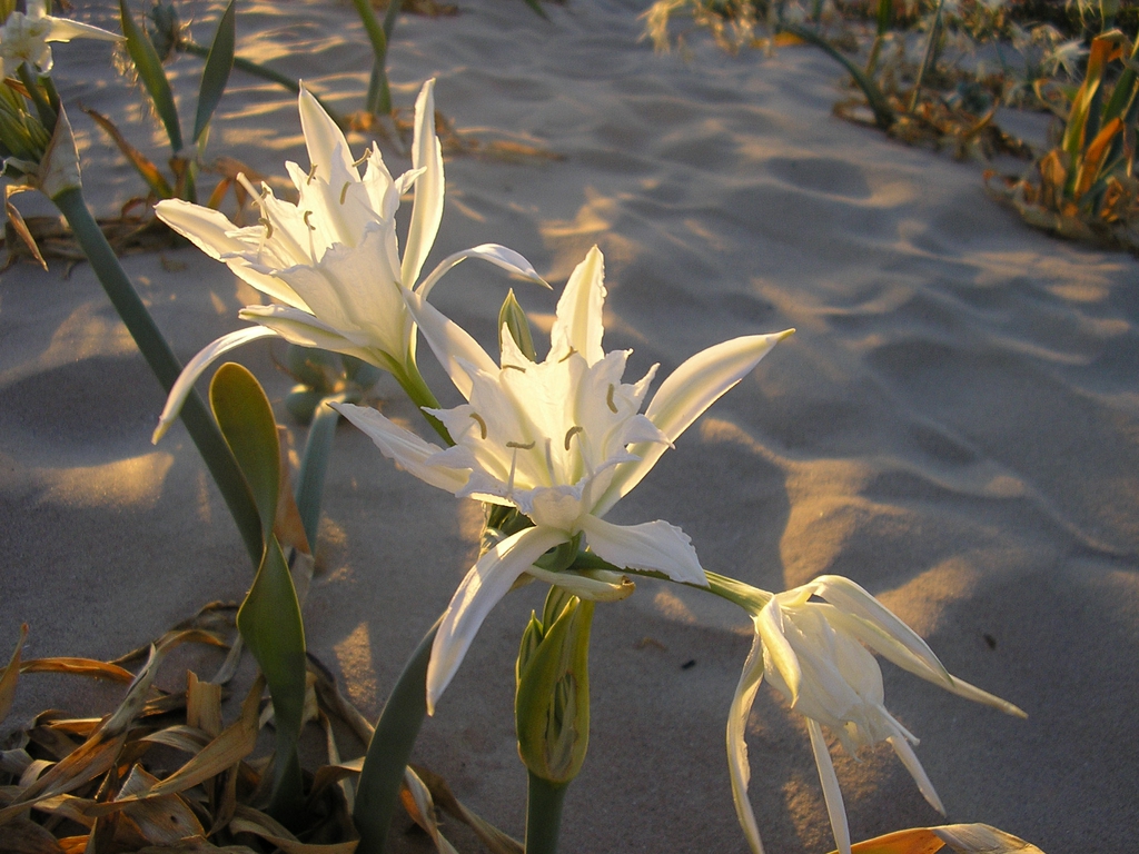 Form