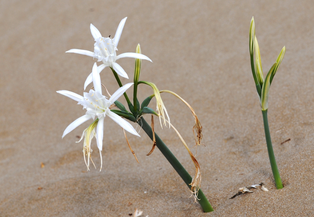 Form
