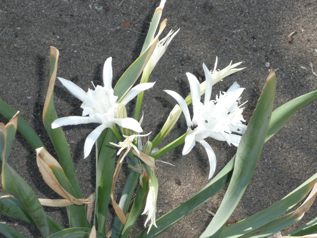 Flowers and Leaves