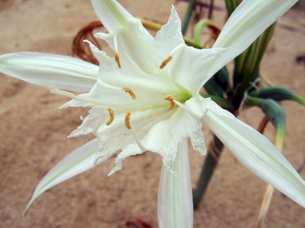 Flower