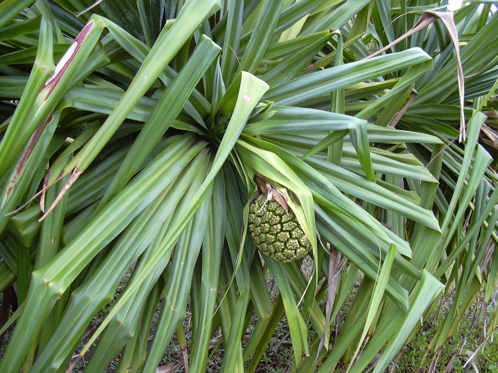 Form