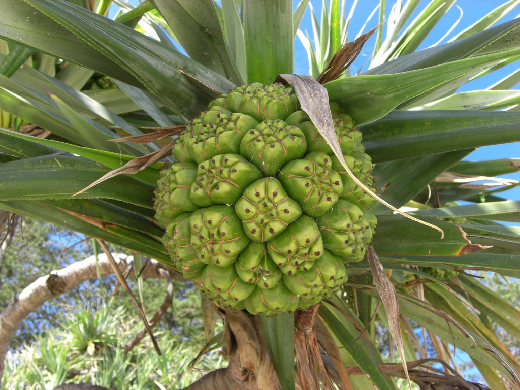 Fruit