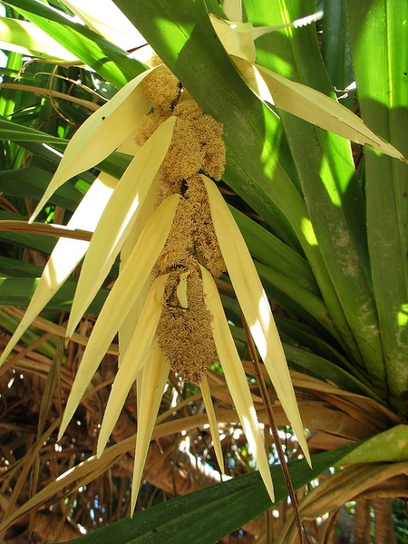 Bracts and male flowers
