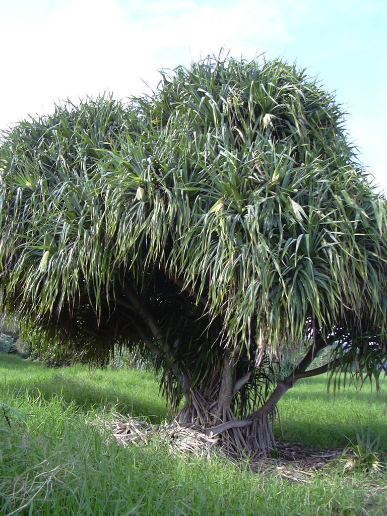 Form