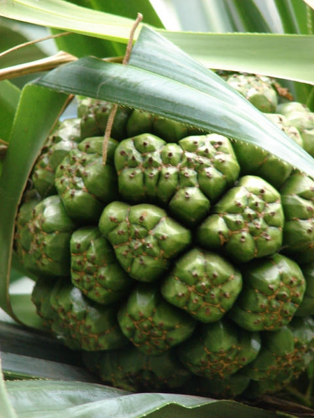 Fruit