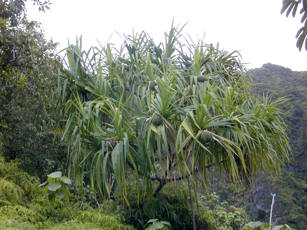 Native habitat