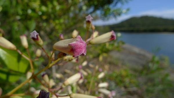 Flower buds