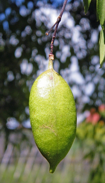 Unripe fruits