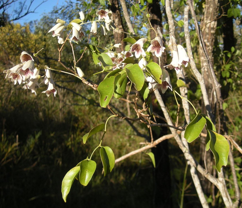 Stems and leaves