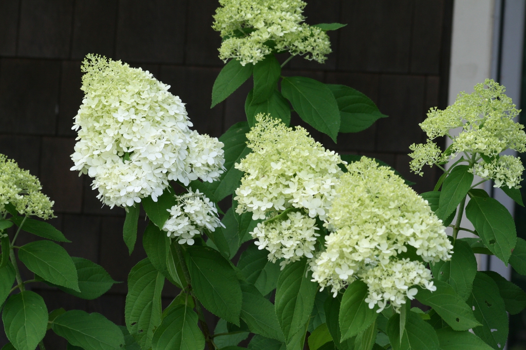 Conical panicles of white flowers